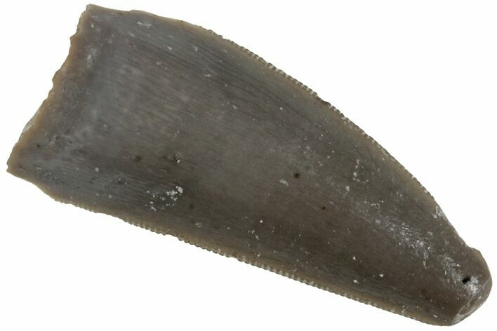 Serrated, Triassic Reptile (Postosuchus?) Tooth - Arizona #231179